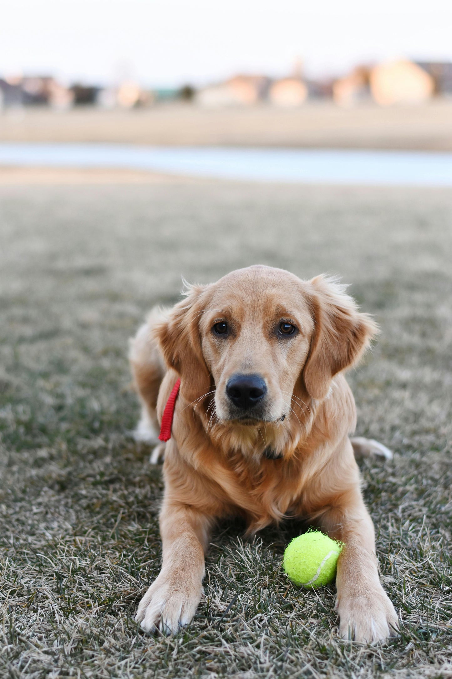 Lancia Palle per Cani — Gioco Facile e Divertente per i Nostri Amici